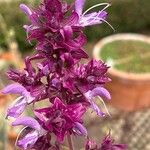 Salvia canariensis Flower