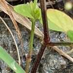 Justicia heterocarpa Habit