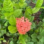 Ixora chinensisFlor