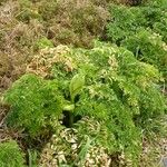 Angelica pachycarpa Habit