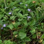 Lobelia rubescens Habit