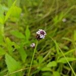Phyla lanceolata Λουλούδι