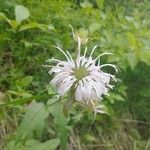 Monarda fistulosa花