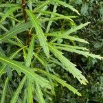 Pseudopanax crassifolius Leaf