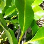 Coffea sahafaryensis Yaprak
