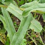 Nonea vesicaria Hoja