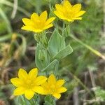 Blackstonia perfoliataFlower