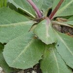 Taraxacum obovatum Blad