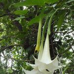 Brugmansia x candida Other