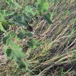 Abutilon grandiflorum List