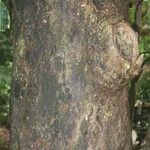 Andira inermis Bark