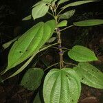 Miconia crenulata Blad