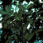 Lasianthus cyanocarpus Bark