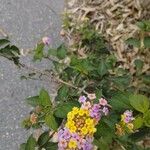 Lantana × aculeata 花