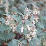 Balbisia gracilis Flower