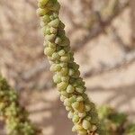 Traganum moquinii Hoja