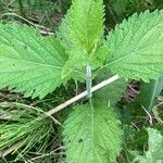 Verbena urticifolia Leaf