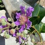 Lagerstroemia speciosaFlower