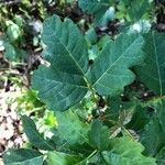 Toxicodendron diversilobum Hoja