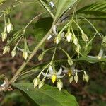 Hymenandra stenophylla Flor