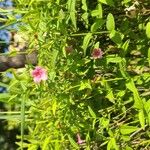 Jasminum beesianum 花