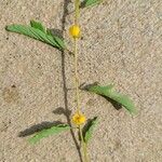Chamaecrista fasciculata Fiore