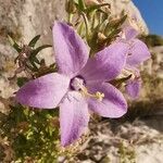 Campanula pyramidalis Květ