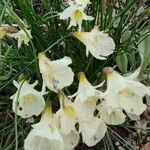 Narcissus cantabricus Flor