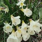 Narcissus cantabricus Flower