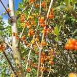 Coprosma robusta Fruit
