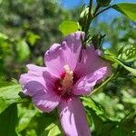 Hibiscus syriacus Bloem