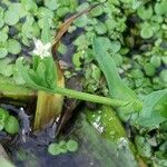 Stellaria alsine Blomma