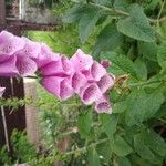 Digitalis purpureaFlower