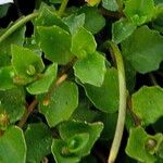 Lobelia angulata Hoja