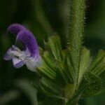 Salvia viridis Flower