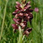 Anacamptis coriophora Otro