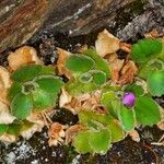 Primula hirsuta Hábito