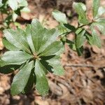 Morella cerifera Hoja