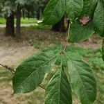 Acer cissifolium Leaf