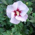 Hibiscus syriacusFlor