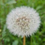 Taraxacum rubicundum Fruit