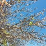 Sclerocarya birrea Други