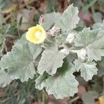 Malvella leprosa Tabia