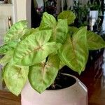 Syngonium podophyllumBlad