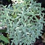 Cnidoscolus aconitifolius Blatt