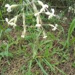 Silene nutansFlower