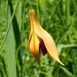 Lilium canadense Flower