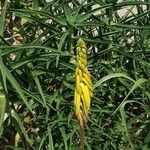 Aloe striatula Floare