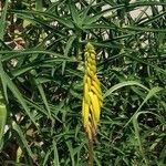 Aloiampelos striatula Flower