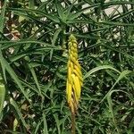 Aloe striatula Flower